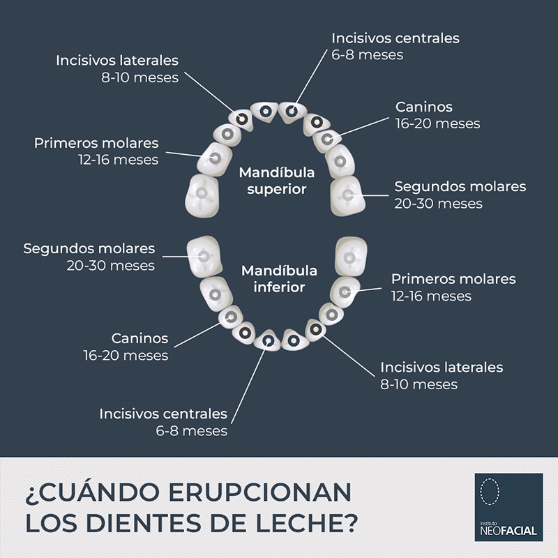 ¿Cuándo erupcionan los dientes de leche?