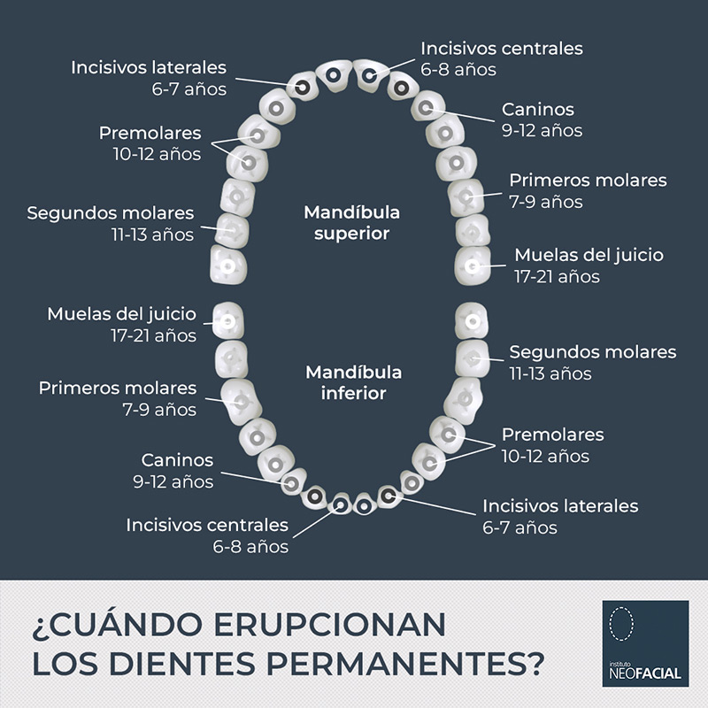 ¿Cuándo erupcionan los dientes permanentes?